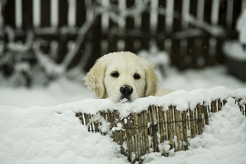Зимние щенки и собаки