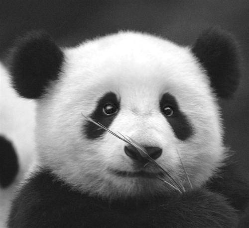 Кавайняшка: фотографии панд