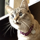 Кавайняшка: удивленные коты