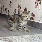 Видео: котенок пытается поймать свой хвост