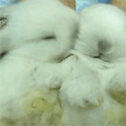 Видео: малютка кролик умывается