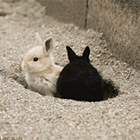 Забавные гифки с кроликами