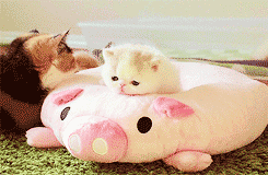 Картинки анимации с котятами на забавных подушках