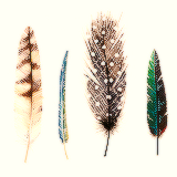 Коллекция картинок: красивые перья