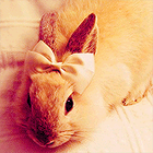 Кавайняшка: подборка картинок с кроликами