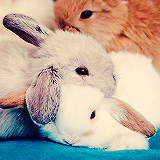 Кавайняшка: подборка картинок с кроликами