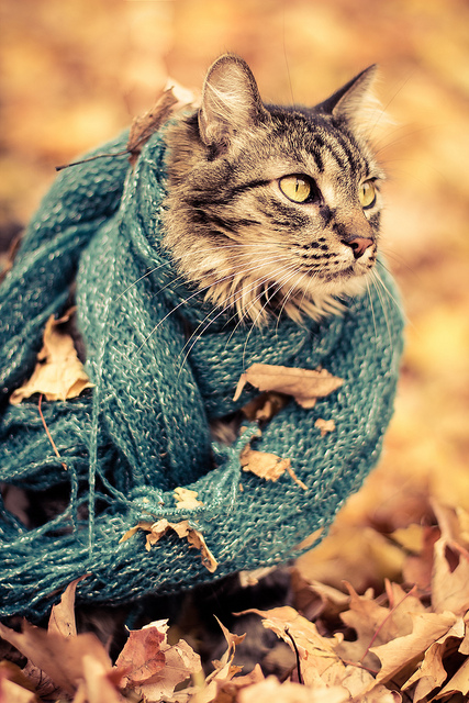 Кошки в шарфиках