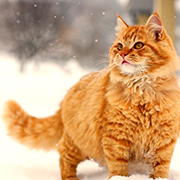 Кавайняшка: Кошки, зима и Новый Год