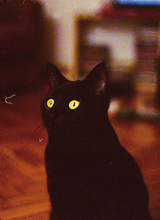 Черные кошки и котята