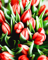 Весенние тюльпаны