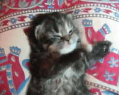 Кавайняшка: Славный сонный котенок