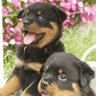 Кавайняшка: Счастливые собаки и щенки
