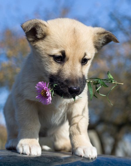 Кавайняшка: Собачки и щеночки с цветами в зубах