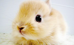 Кавайняшка: Мини картинки с кроликами