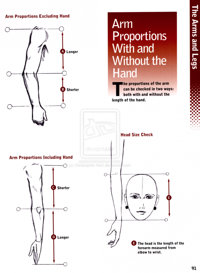 Пропорции рук человека: Как проверить их правильность