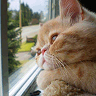 Кошки у окна