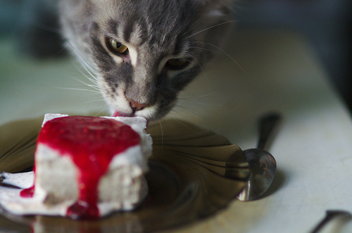 Кавайняшка: Кошки пробуют еду