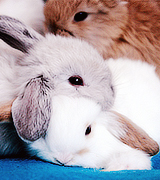 Мини картинки с кроликами