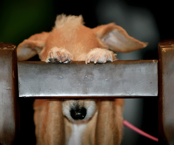 Кавайняшка: Собаки играют в прятки