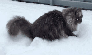 Большой пушистый кот и снег: анимации