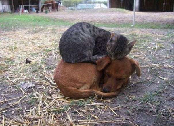 Кошки используют собак как подушки