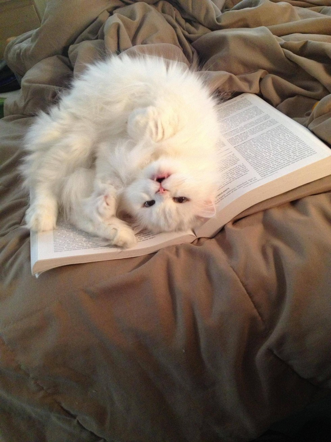 Кошки мешают читать своим хозяевам