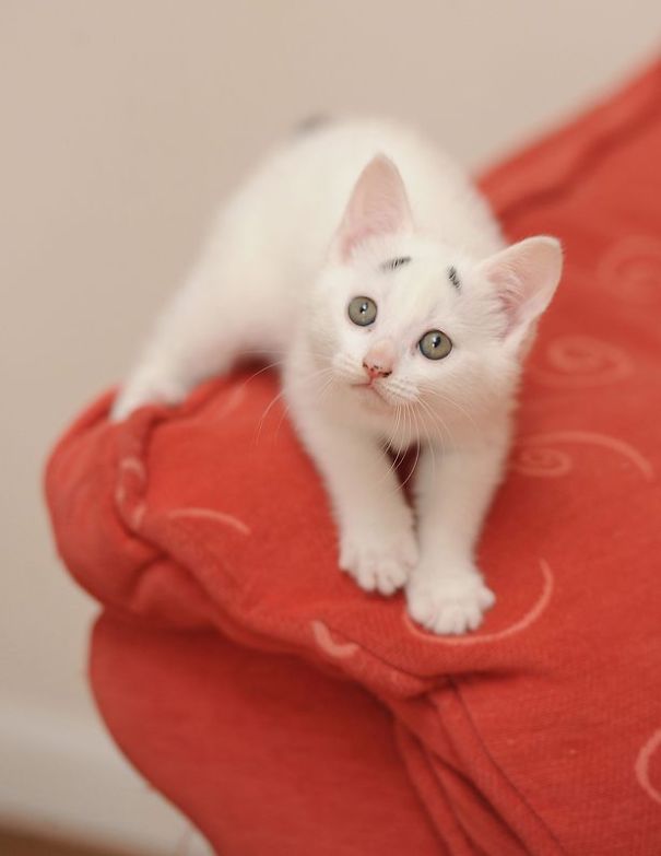 Кавайняшка: Котенок с особенными бровями