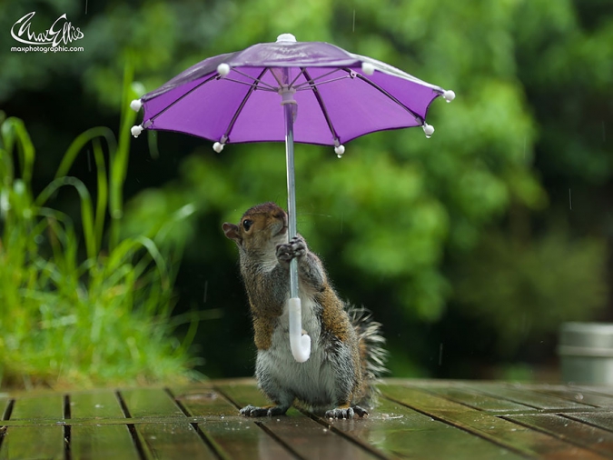 Кавайняшка: Белка с зонтиком под дождем