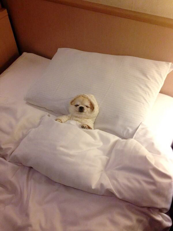 Кавайняшка: Собаки сладко спят в кроватях
