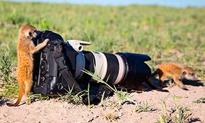 Кавайняшка: Животные (и птицы) хотят стать фотографами