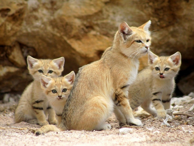 Барханные кошки: Очарование дикой природы