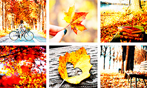 Осень и осенние картинки