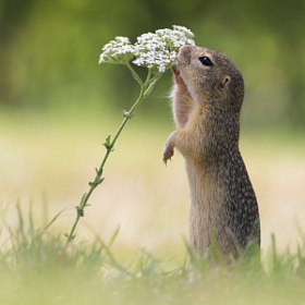 Животные и ароматы цветов