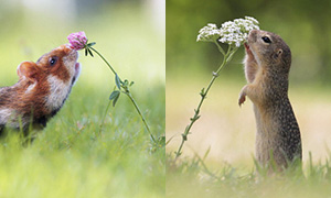 Животные и ароматы цветов