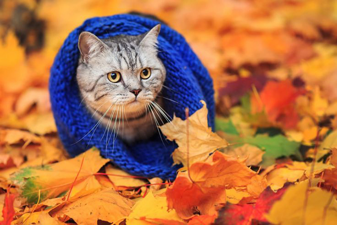 10 котов наслаждающихся осенней погодой