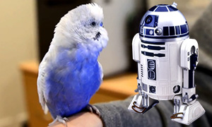 Попугай имитирует звуки R2-D2 из Звездных Войн