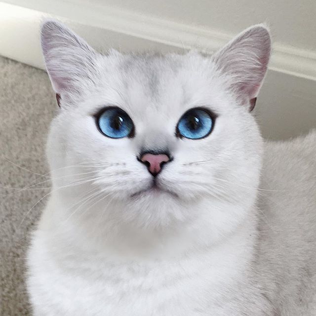 Кот с самыми красивыми глазами
