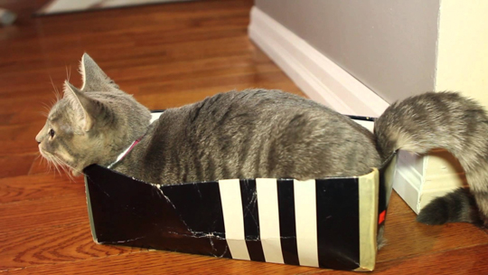 10 доказательств того что все кошки любят коробки