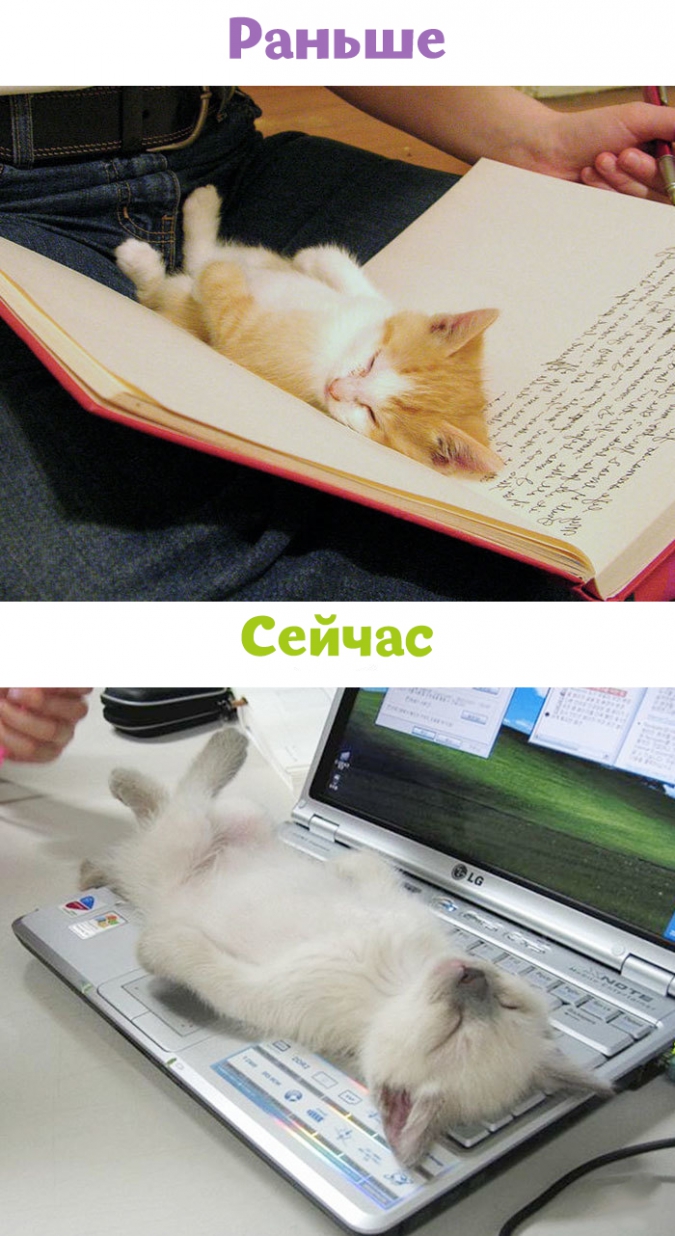 Как современные технологии изменили жизнь кошек