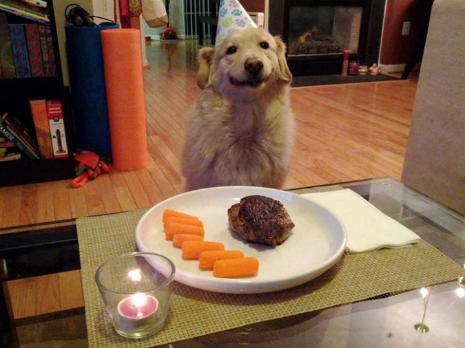 Животные, которые отлично проводят свой день рождения
