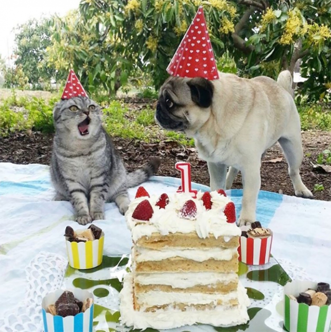 Животные, которые отлично проводят свой день рождения