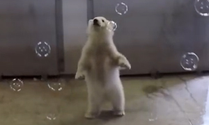 Видео: Из медвежонка во взрослого белого медведя