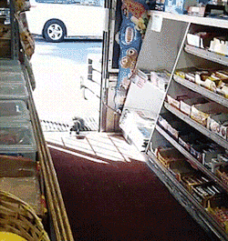 Видео: Белка ворует шоколадки из магазина
