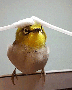 Маленькая птичка наслаждается массажем ватными палочками