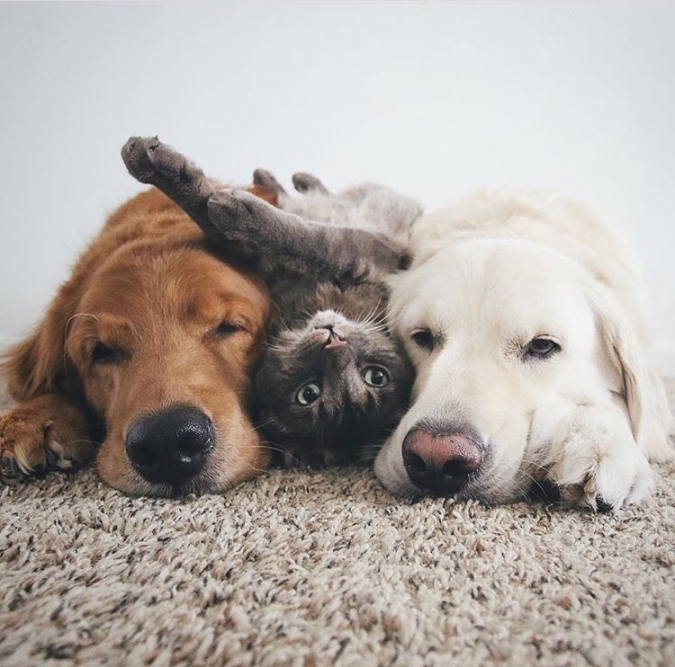 Собаки и кот лучшие друзья фото