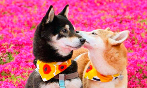 Собаки в цветах - то что нужно для весеннего настроения