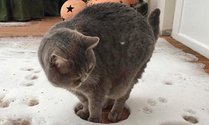 Фото подборка: Котейки не в восторге от снега