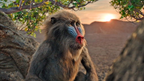 Новый Король Лев обои с Рафики