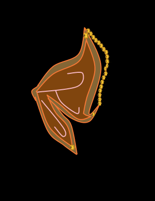 Сапфирикс Стеллы