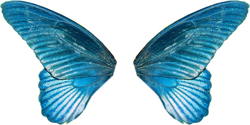 Вот крылышки. - Крылья и аксессуары - YouLoveIt.ru